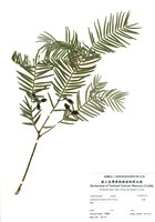 藏品(粗榧)的圖片